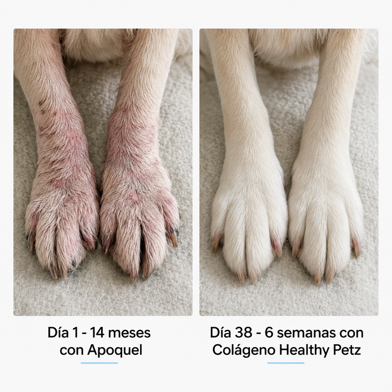 DermaColl Pet™